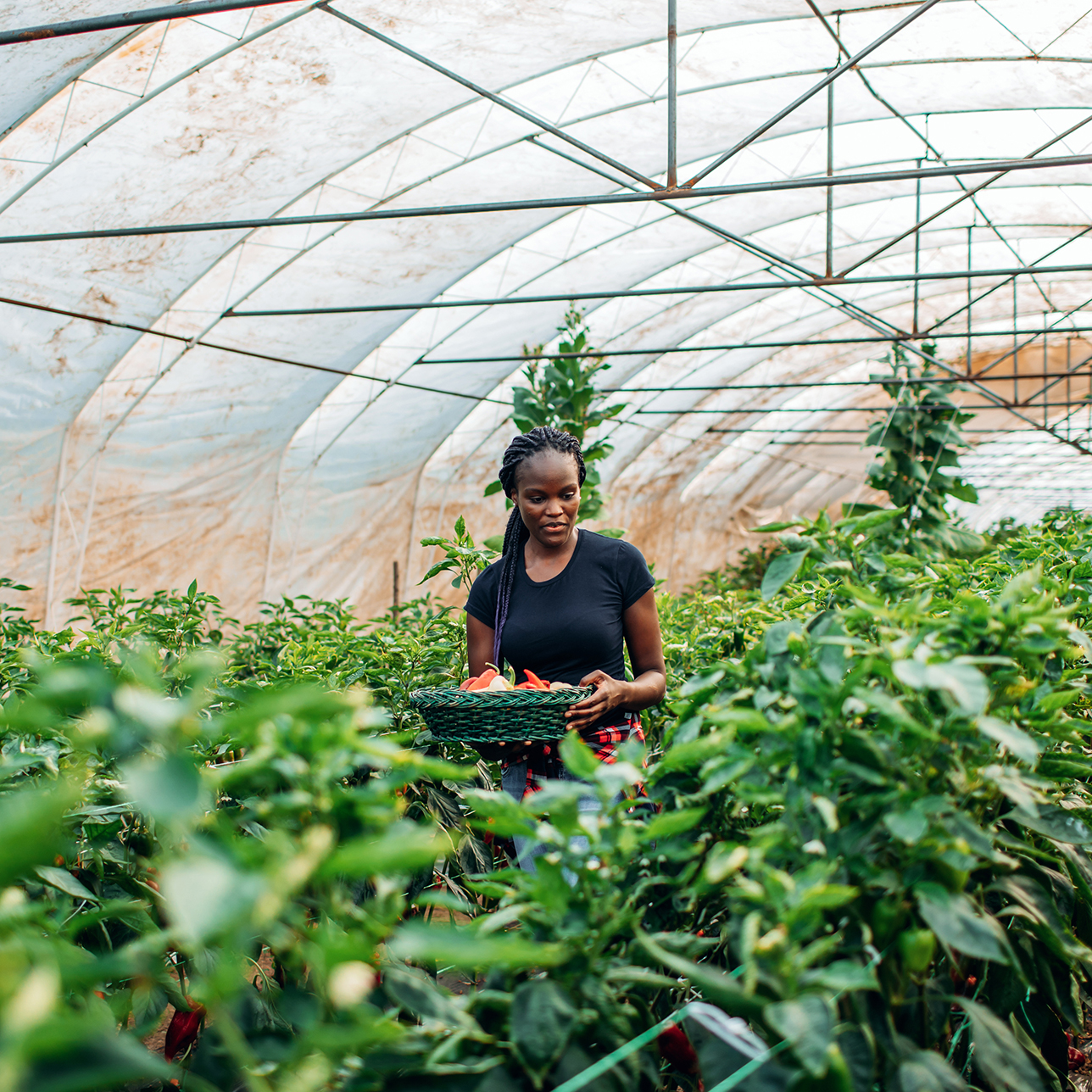 A woman gathering fruits/vegetables in a large greenhouse